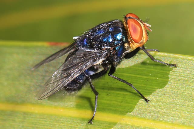 Mosca del gusano barrenador (Cochliomyia hominivorax)